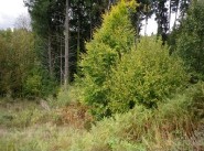 Immobilier Saint Sylvestre